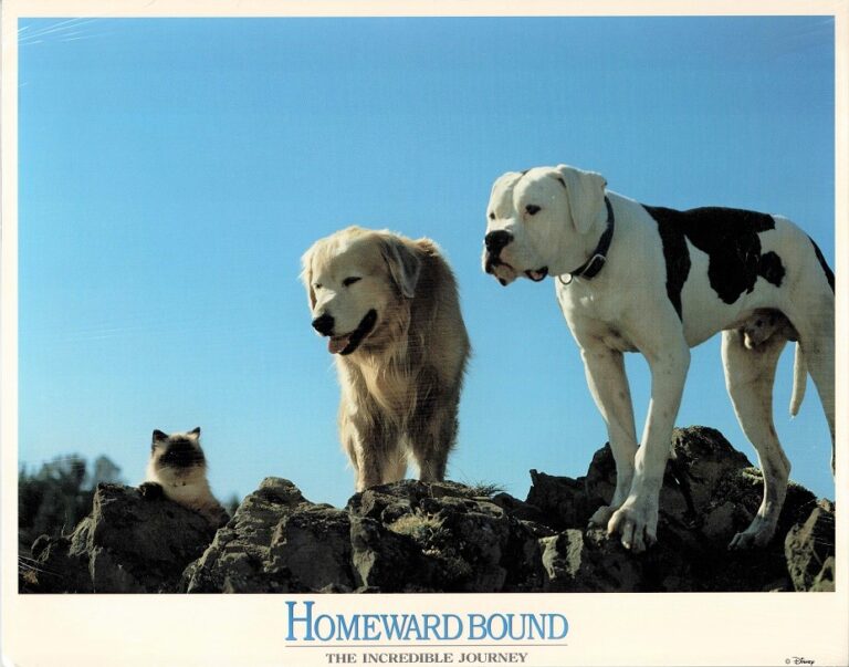 Homeward Bound The Incredible Journey The Film Poster Gallery   Homeward Bound The Incredible Journey US Lobby Cards Still Sealed 768x603 